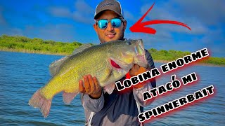 Lobina GIGANTE  ataca mi señuelo| Pesca de Lobina