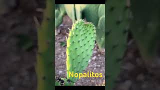 #nopales #agromell