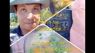 ОТ ТАКОЙ УХИ АЖ ЗА УШАМИ ТРЕЩИТ! Уха из разных речных рыб  Самый вкусный и простой рецепт.