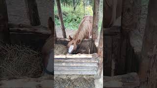 Лошади 🐎😃 #лошади #horse (1)