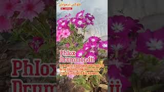 Phlox drummondi/look like butterfly flowers/فلوکس ڈرمونڈی/تتلی کی ہمشکل/#flowers/#short/#butterfly/