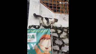 HATI HATI KUCING...ha....ha... #kucing # ngakak# lucu# viral