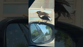 Brave bird goes on ride by car