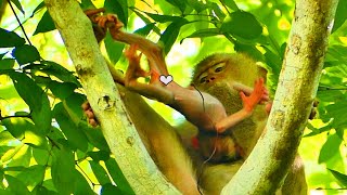 Amazing ! Baby cute monkey tries to cling his mom ask milk