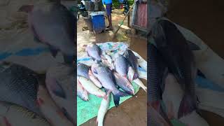 Omg !! Fishing A Big Catla Harvesting 😱😱 #fisherman #fishing #shorts