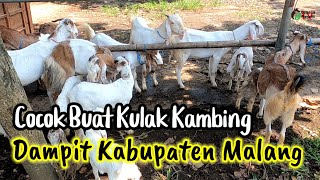 Harga kambing Dampit Malang Bersahabat