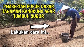 Melakukan Pemupukan Tahap Awal Sebagai Pupuk Dasar Tanaman Kangkung