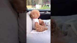 Cute Animals |Funny animals Reaction 2021#729.