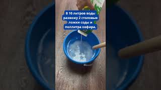 Мучнистая Роса Боится Этого Как Огня! Народный Рецепт  #огород