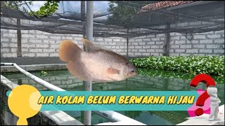 CARA BUDIDAYA IKAN GURAME DI KOLAM BETON - AIR BELUM BERWARNA HIJAU SETELAH DITAMBAHKAN PROBIOTIK ?