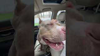 The best feeling when your dog is so excited for a car ride 🥹 #vlog #momvlog #baby