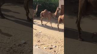 Three Camel