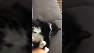 Crazy Cat Playing, November 13, 2017