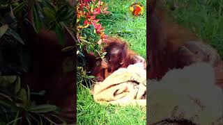 Baby Orangutan picking leaves #shorts