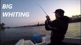 Big Gold Coast Whiting Session! (Almost 30 legal fish)