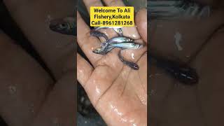 19Jun 2023 #Pungusius Fish Seed Delivered. #fish #fishing #fishingvideo. Only Genuine Buyer Contact.