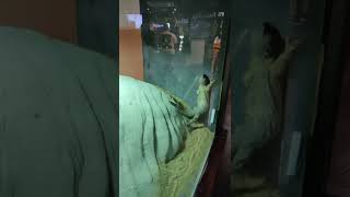 Dubai Mall Aquarium Tour | Underwater Zoo | UAE | Part 3