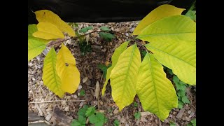 Pawpaw Fall Colours