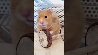 If my hamster could speak human language😀🤭