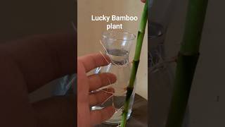 New roots in lucky bamboo plant#good luck plant#favourite indoor plant#bamboo#shorts