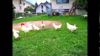 Leghorn kokoši sepember 2015  (2.del)