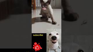 Cat funny moment best video