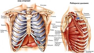 Грудная клетка - Анатомия просто!