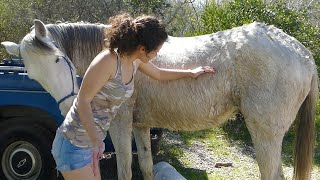 HORSE BATH