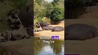 Hippo Can Not Swim #shorts #facts #hippo #animals #wildlife #swimming #africa #nature #hippopotamus