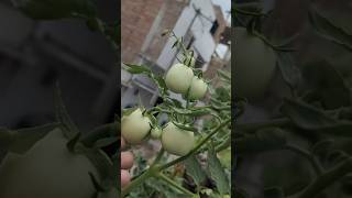 🤯😱Maximize💯😲 Your 🍅Tomato Harvest with These Expert Tips Grow More Tomatoes Easily#organicgardening