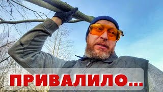 Привалило деревом! Съел странные грибы! Отдыхаю с дровами! Расстроился, но доволен...