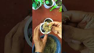 How to Propagate Umbrella Palm Seeds collected from Garden #shorts