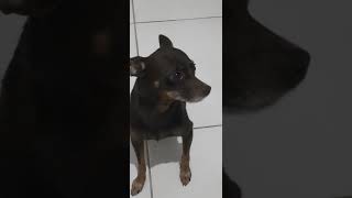 🐕🐕🐕 BRINCANDO COM O PINSCHER #pinscher #pets #dogs #cachorro @CeliaLima