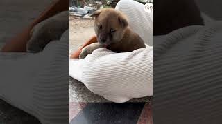 All Cute Puppies Latest Cute & Adorable Puppy Shorts Videos Compilations 🐶😍😘 -EPS1021 #puppies