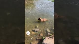 LOL, So Funny Cute Dogs Moments Best Dogs Shorts Videos 🐶😂😂 -EPS1049 #funnydogs