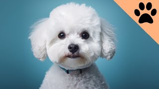 Bichon Frisé: Pros and Cons