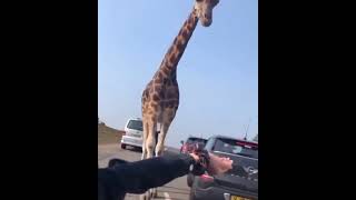 Giraffe in traffic Best Animals compilation 2021| #shorts | Top Viral Animal Videos