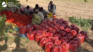 A visit to vegetable field in Mohmand agency | TNN NEWS DIGITAL