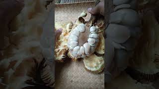 Exotic fruit #marang