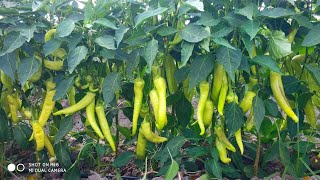 chili pepper seed planting, seedling care, transportation to viols, all in one video