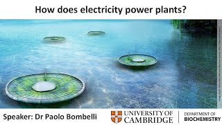 How does electricity power plants?