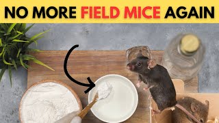 Natural Remedy for Field Mouse Control Vinegar as Your Secret Weaponfield mice