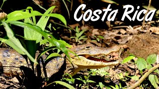 Costa Rica Travel Reel (2022)