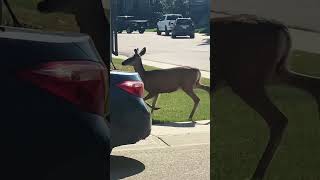 Deer having a morning jog around the neighbourhood. #wildlife #shorts