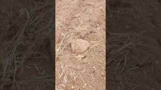 Античная подвеска. #metaldetecting #коп