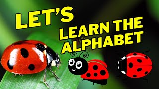 Alphabet Animal Start with the Letter L [English] Part 1 : Lion, Ladybug, Lynx, Lemur, Lizard