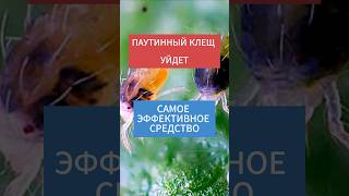 ПАУТИННЫЙ КЛЕЩ УЙДЕТ! САМОЕ ЭФФЕКТИВНОЕ СРЕДСТВО #сад #дача #огород #паутинныйклещ