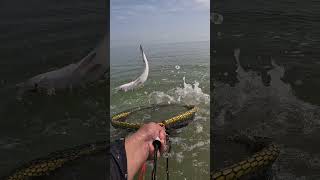 This fish went airborne!  #fishing #fisherman #airborne #hook #bigfish #trout #viral #subscribe