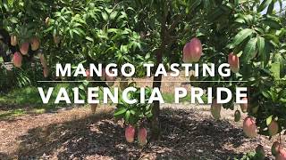 Valencia Pride Mangos - Florida Mango Tasting