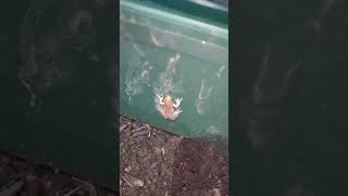 Tiny unidentified frog. June 16th 2024